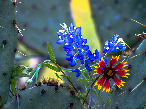 Nature view of flowers in the park